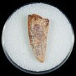 Large Raptor Tooth From Morocco - #6904-1